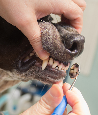 Bucyrus Dog Dentist