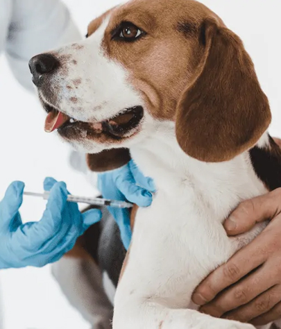 Dog Vaccinations in Wilmot