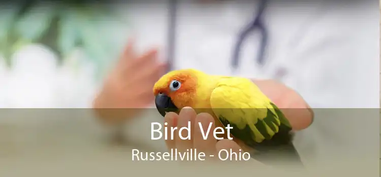 Bird Vet Russellville - Ohio