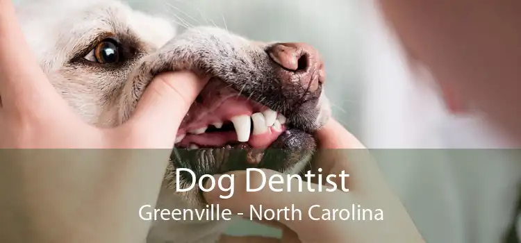 Dog Dentist Greenville - North Carolina