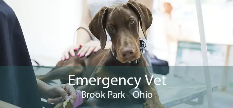 Emergency Vet Brook Park - Ohio