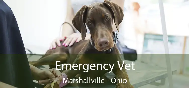 Emergency Vet Marshallville - Ohio